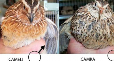 Jak rozeznat samce křepelky od samice, metody určování pohlaví